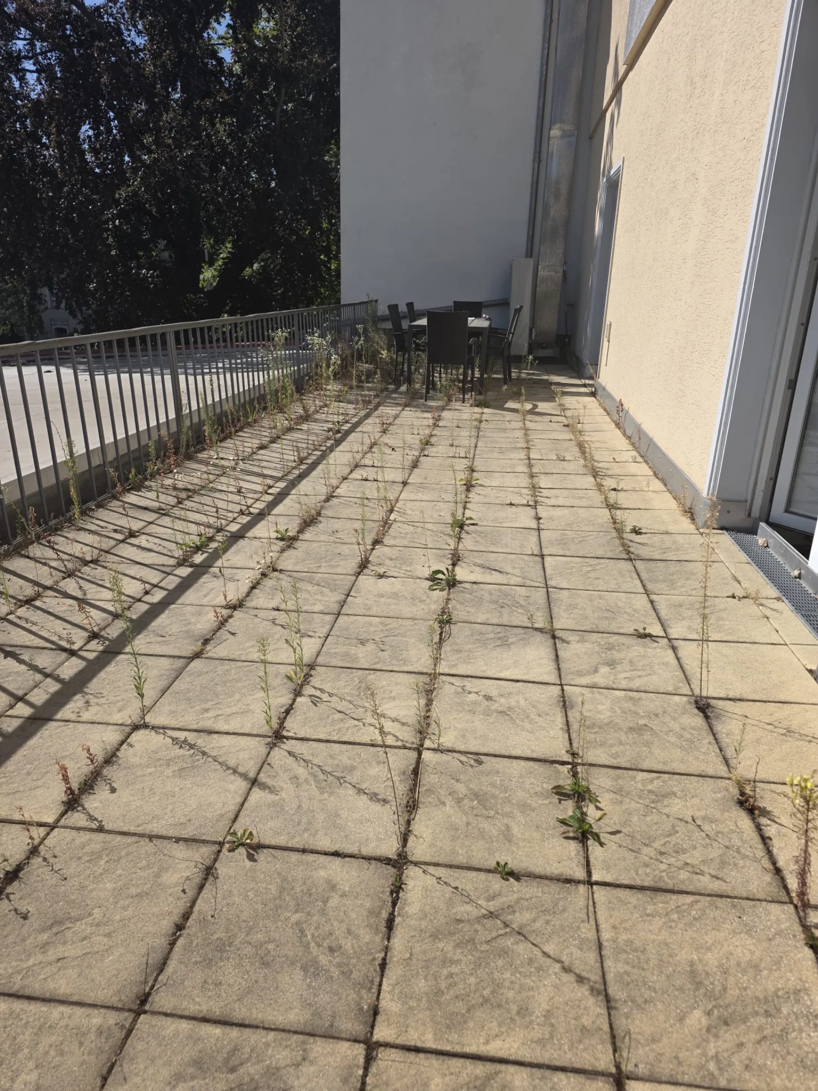 Terrasse mit Wildwuchs vor der Reinigung